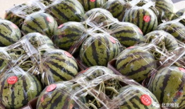 网红吃瓜爆料情报处,揭秘娱乐圈幕后真相，吃瓜群众齐围观